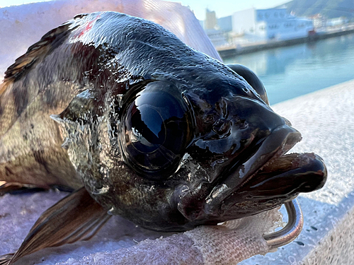 クロメバルの釣果