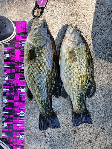 ブラックバスの釣果