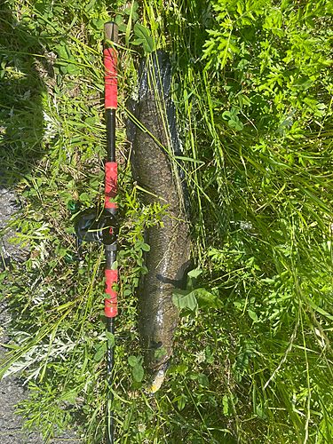 ライギョの釣果