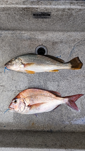 タイの釣果