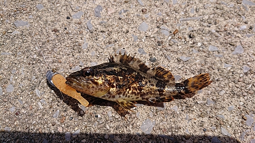 タケノコメバルの釣果