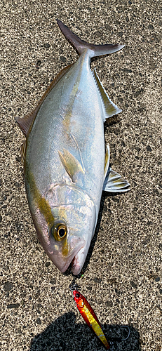 ショゴの釣果