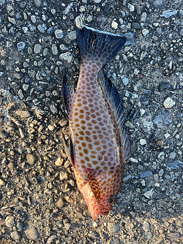 オオモンハタの釣果