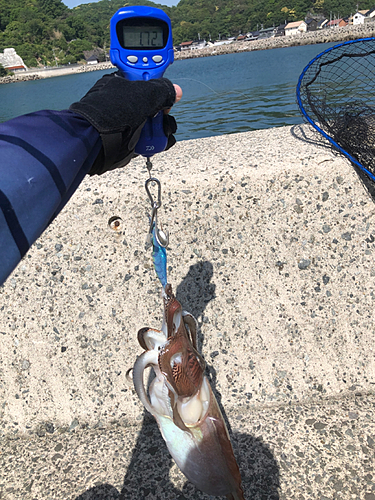 モンゴウイカの釣果