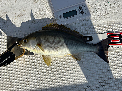 イサキの釣果