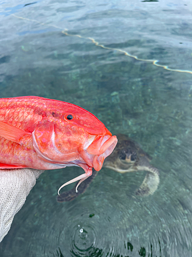 オキナヒメジの釣果