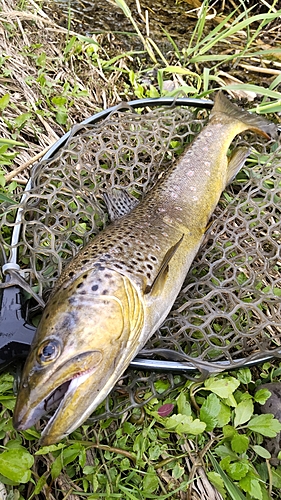 ブラウントラウトの釣果