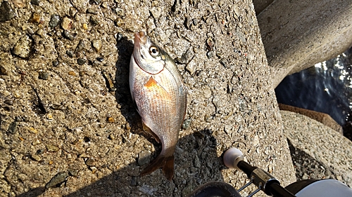 ウミタナゴの釣果