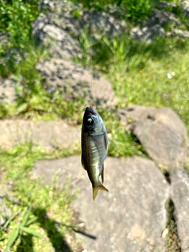 オイカワの釣果