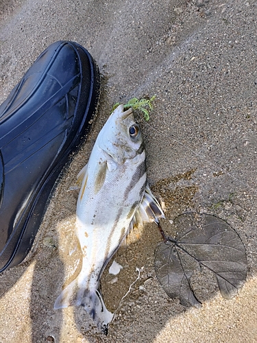 コトヒキの釣果