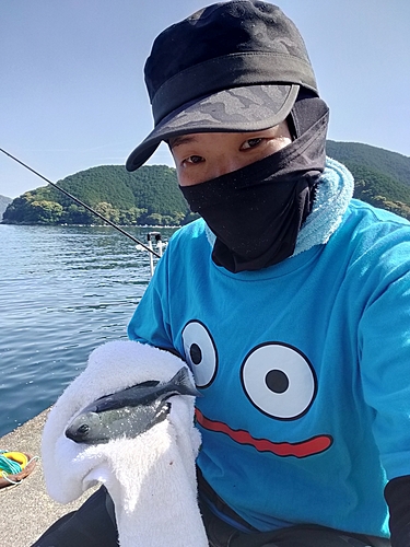 グレの釣果