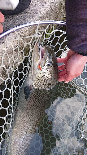 イトウの釣果