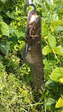 ナマズの釣果