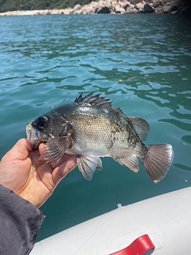 クロメバルの釣果