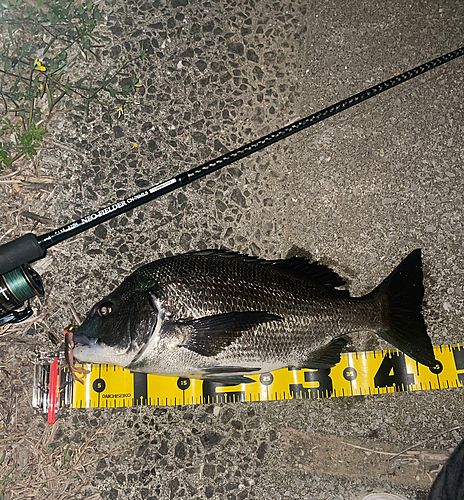 チヌの釣果