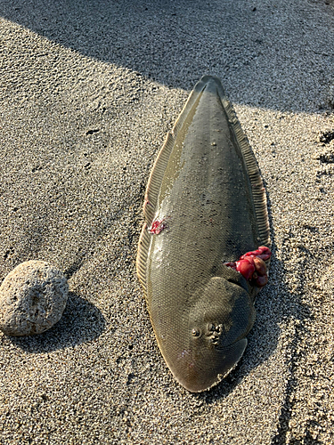 シタビラメの釣果