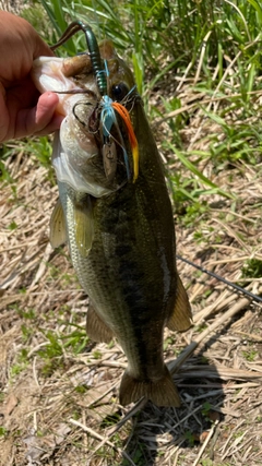 ラージマウスバスの釣果