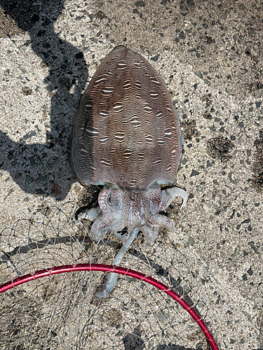 コウイカの釣果