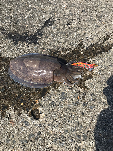 コウイカの釣果