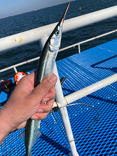 サヨリの釣果