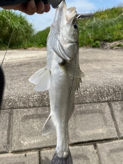 タイリクスズキの釣果