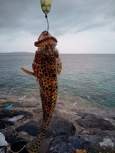 イシミーバイの釣果