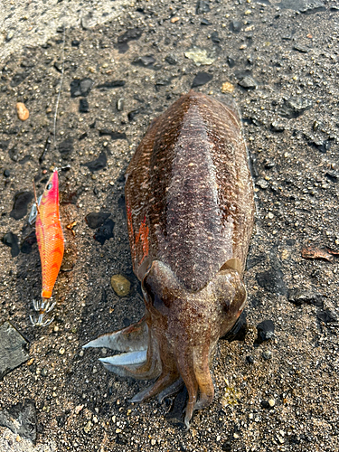 コウイカの釣果