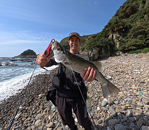 ヒラスズキの釣果