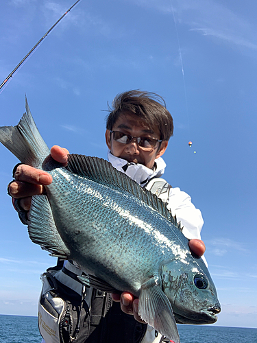 メジナの釣果