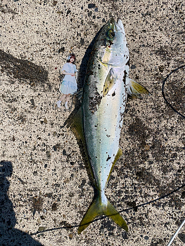 イナダの釣果