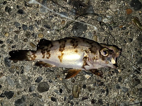 シロメバルの釣果