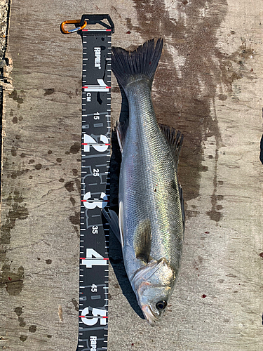 シーバスの釣果