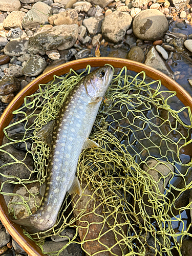 イワナの釣果