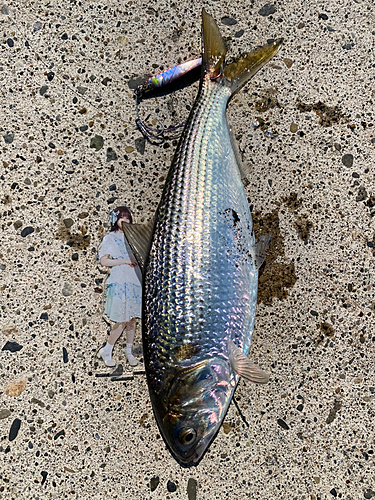 コノシロの釣果