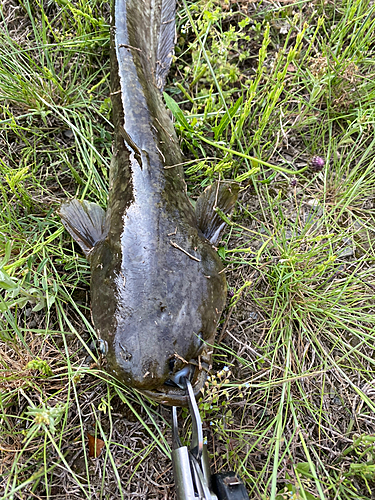 ナマズの釣果