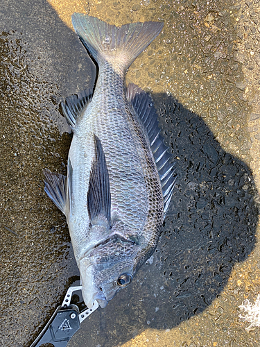 チヌの釣果