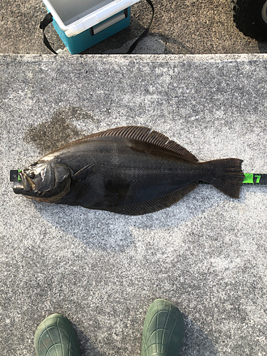 ヒラメの釣果