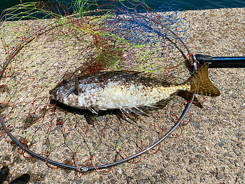 バリの釣果