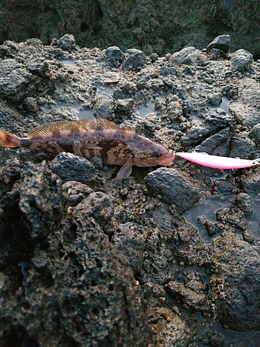 ホッケの釣果