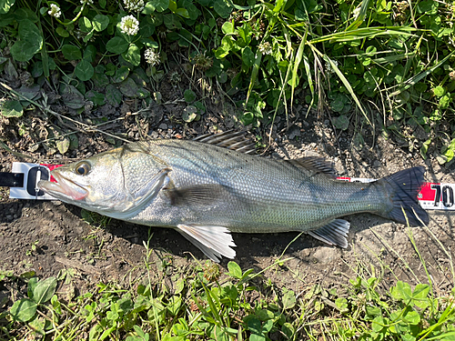 スズキの釣果