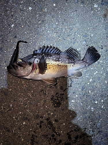 クロソイの釣果