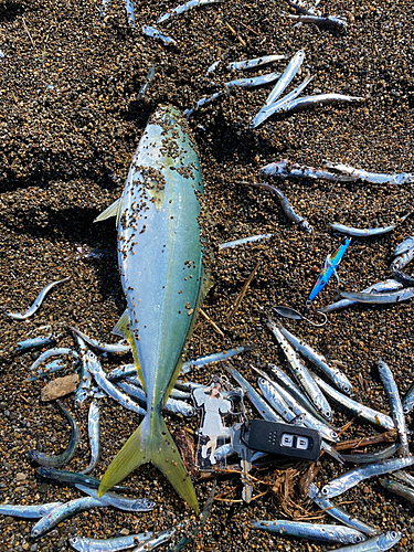 イナダの釣果