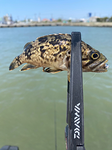 クロソイの釣果