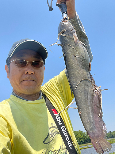 ナマズの釣果