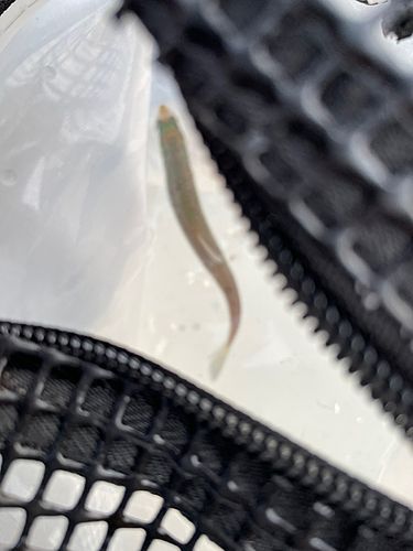 カタクチイワシの釣果