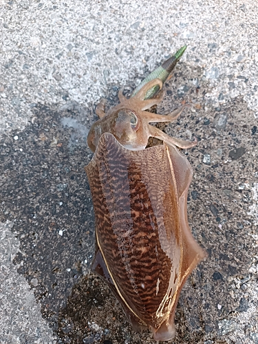 コウイカの釣果