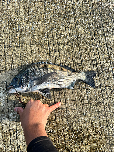 チヌの釣果