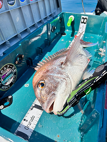 マダイの釣果