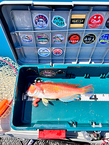 アマダイの釣果