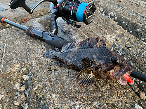 ムラソイの釣果